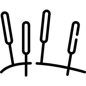 طب سوزنی