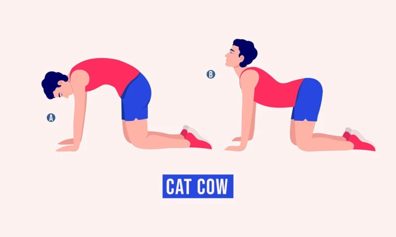 درمان آرتروز کمر با ورزش Cat-Cow Stretch